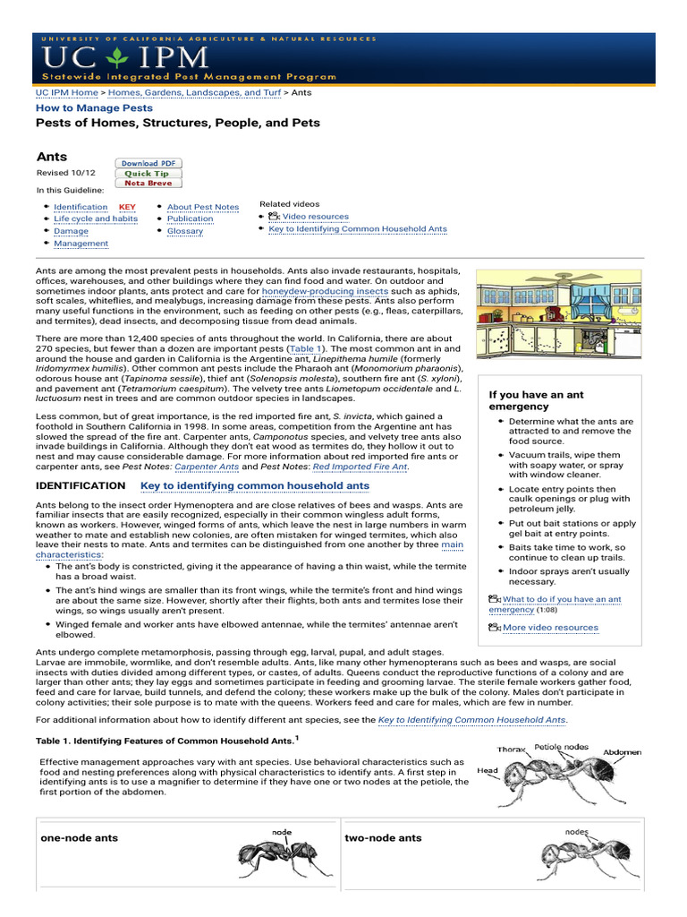 Ant Management Strategies and Baits | PDF | Ant | Hymenoptera