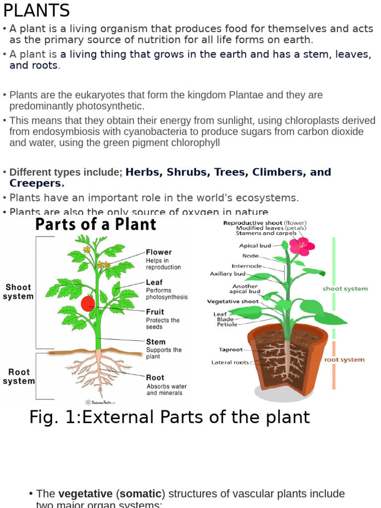 Understanding Plant Structure and Function | PDF | Plants | Leaf