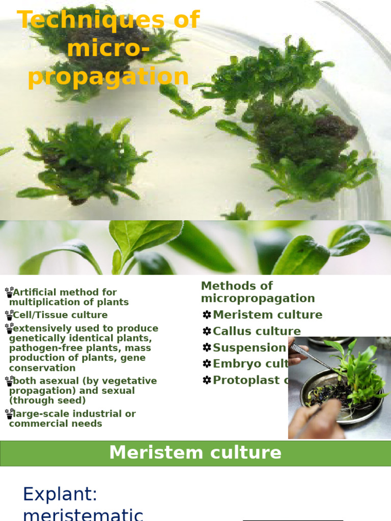 Micropropagation Techniques Overview | PDF | Cell Biology | Organisms