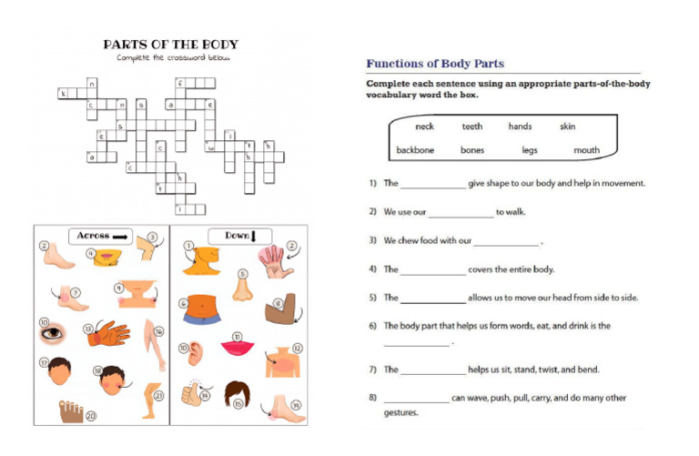 Parts of Body Exercise 2nd | PDF