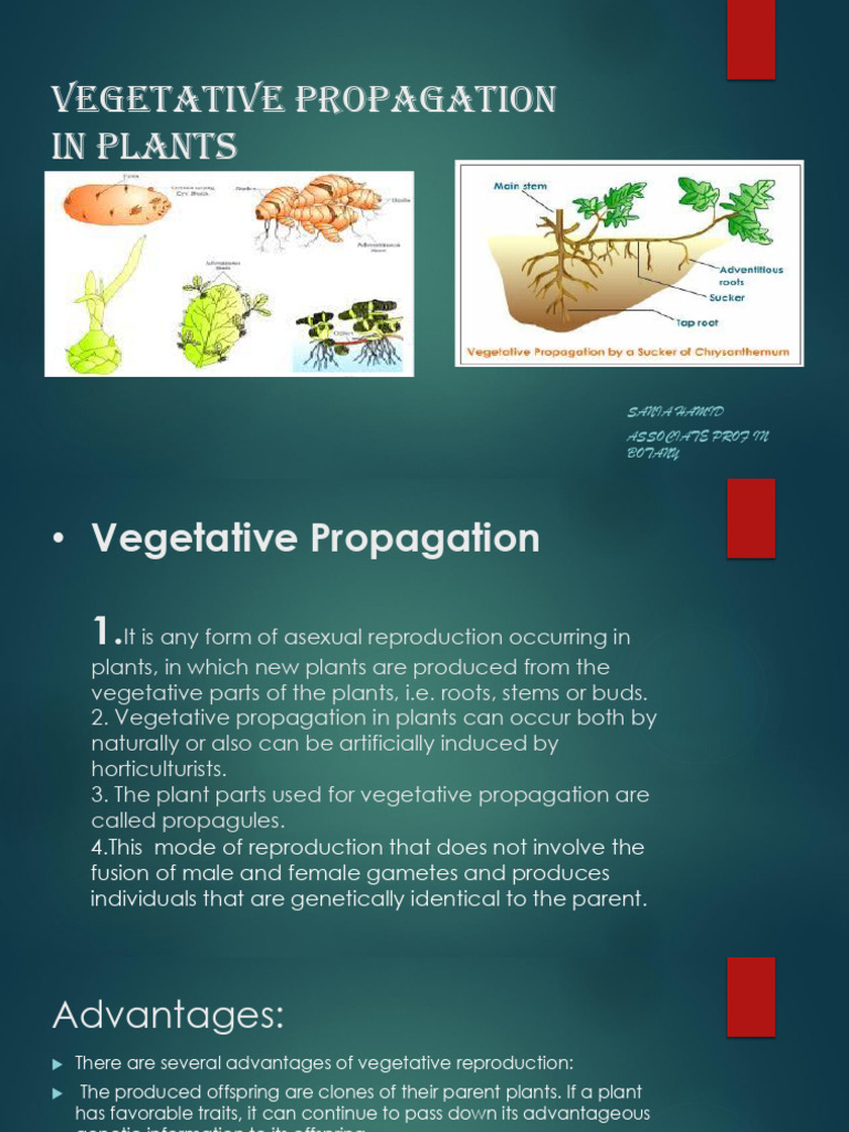 Advantages of Vegetative Propagation | PDF | Organisms | Biology