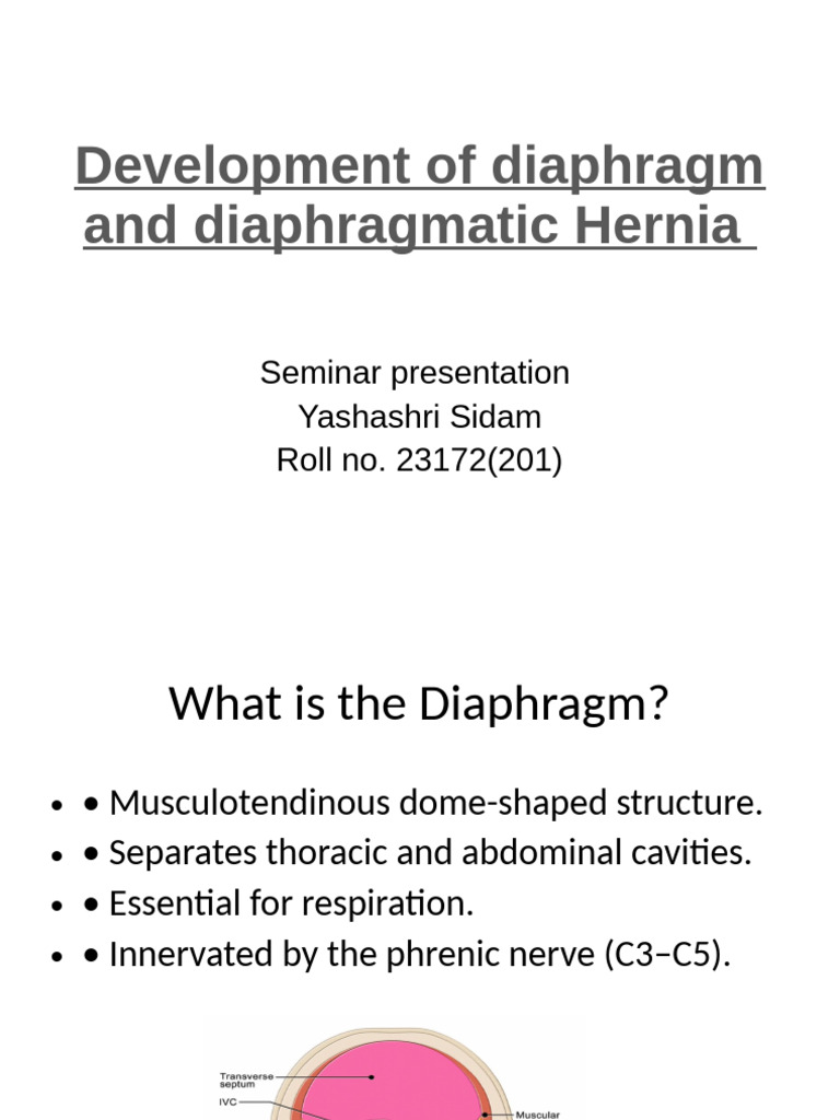 Diaphragm Development and Hernias | PDF
