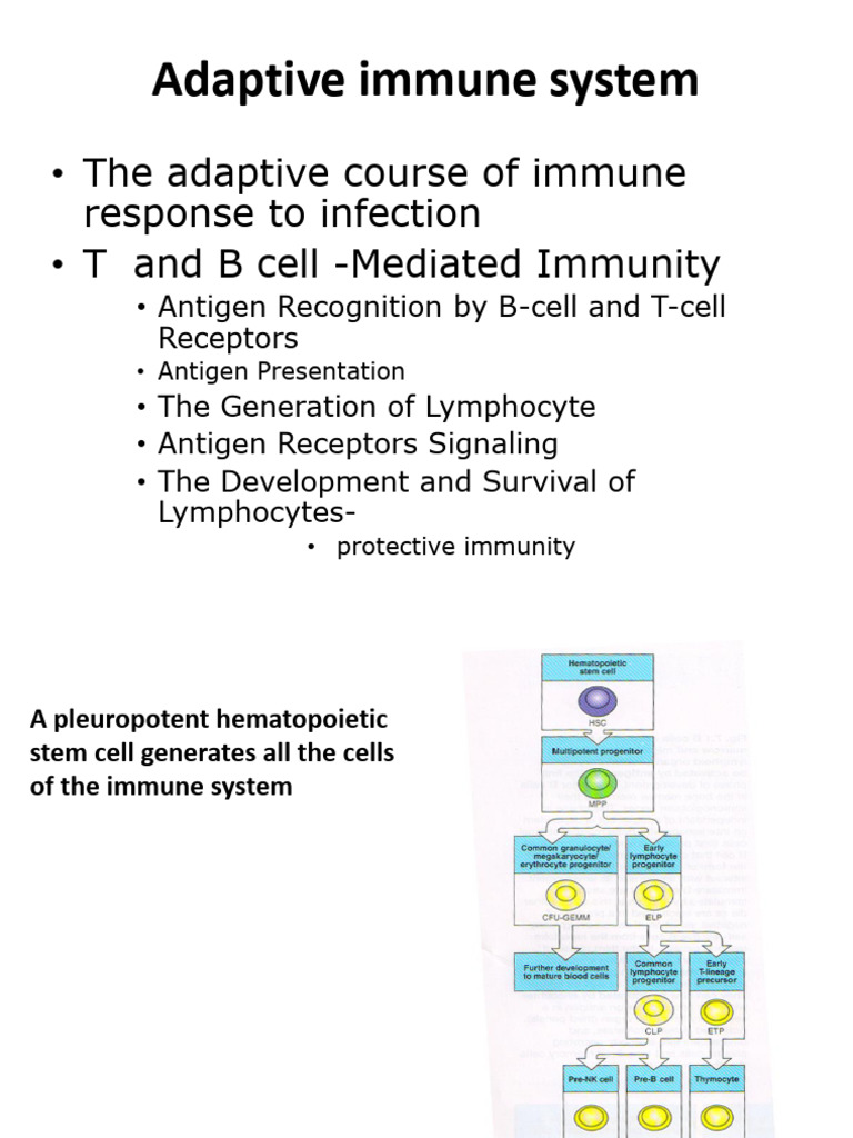 Overview of Adaptive Immune System | PDF | T Cell | Thymus