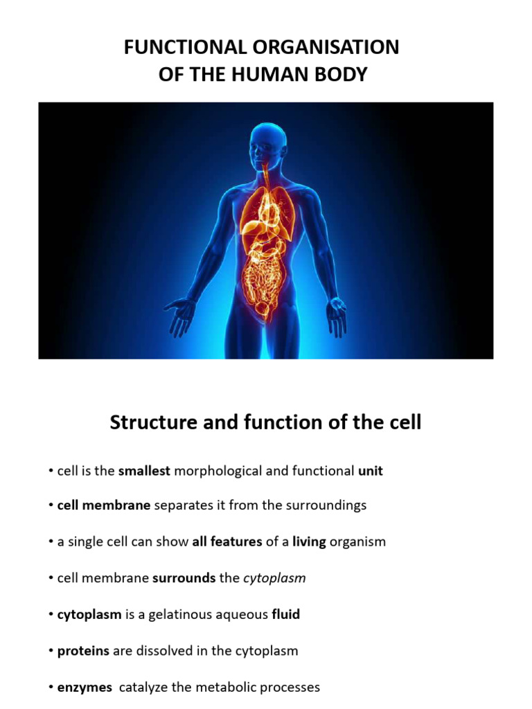Functional Organisation of the Human Body | PDF | Cell Membrane | Neuron