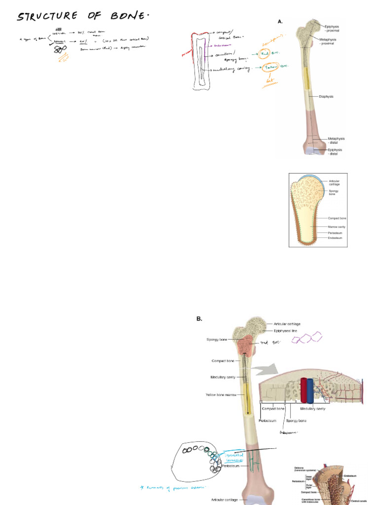 Anatomy Class 2 | PDF | Bone | Histology