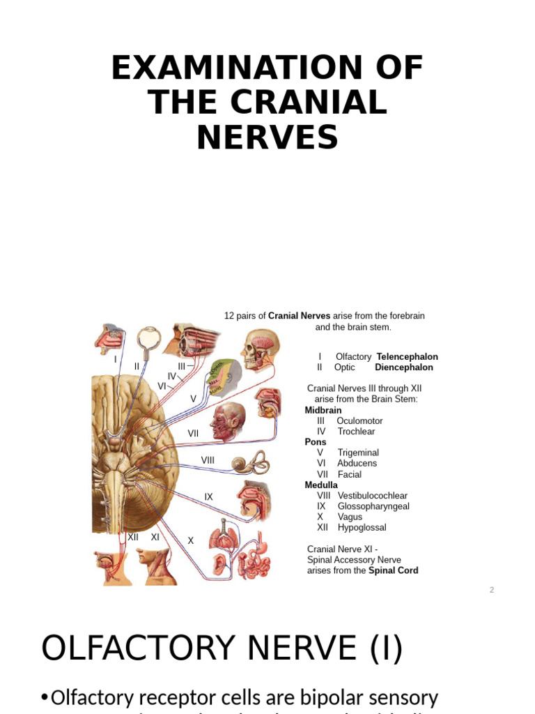 Cranial Nerve Examination Guide | PDF | Brainstem | Nervous System