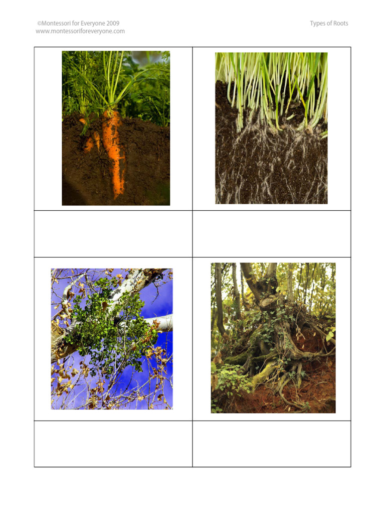Types of Roots Explained for Kids | PDF | Root | Trees