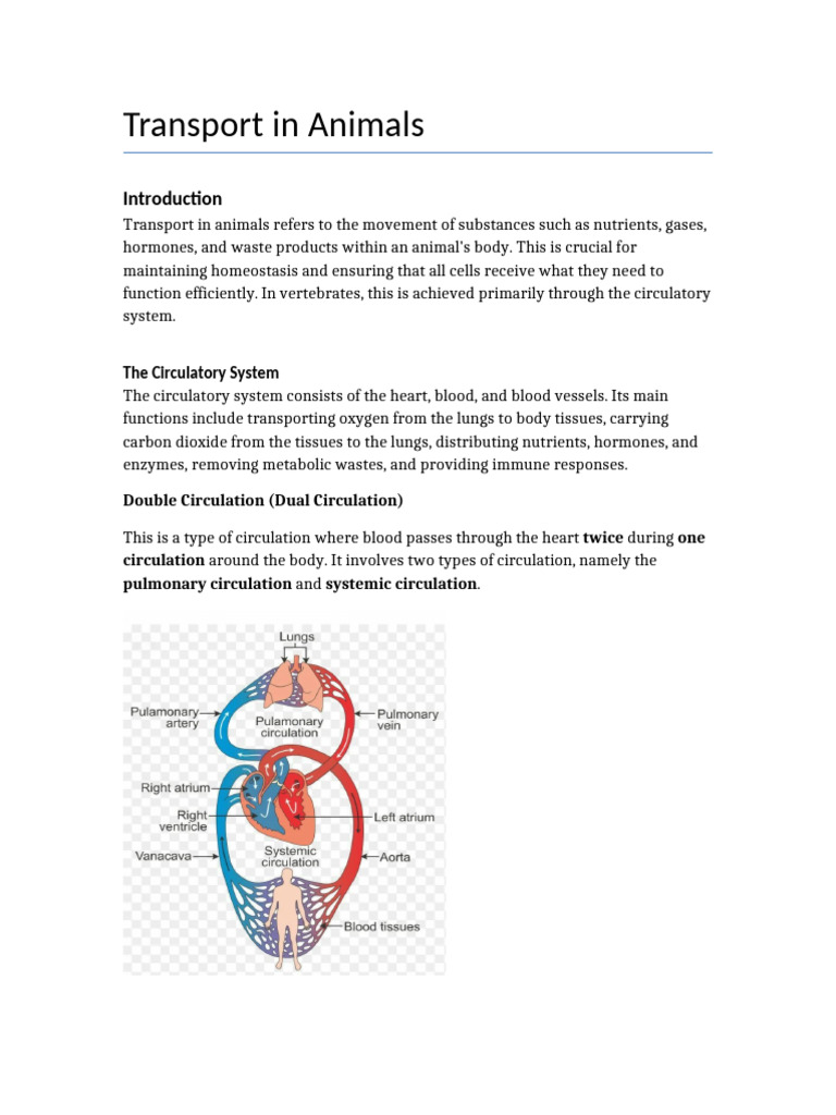 Animal Transport Systems Explained | PDF | Heart Valve | Circulatory System