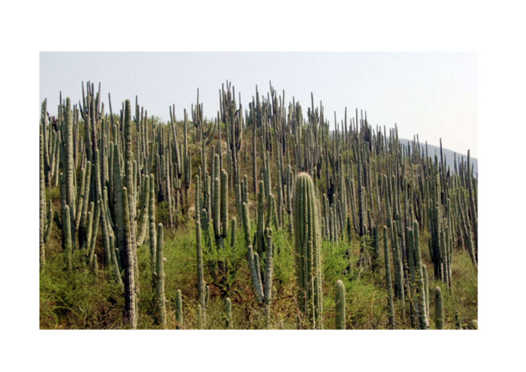 CACTUS | PDF