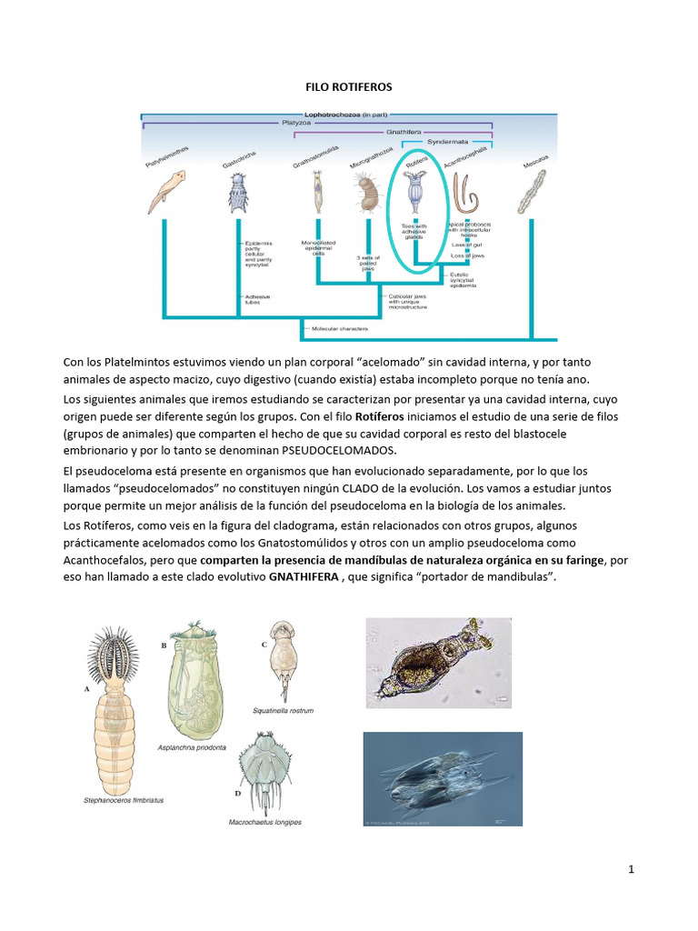 Características del Filo Rotifera | PDF | Hembra | Zoología