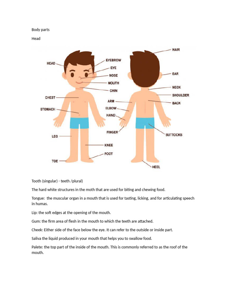 Body | PDF