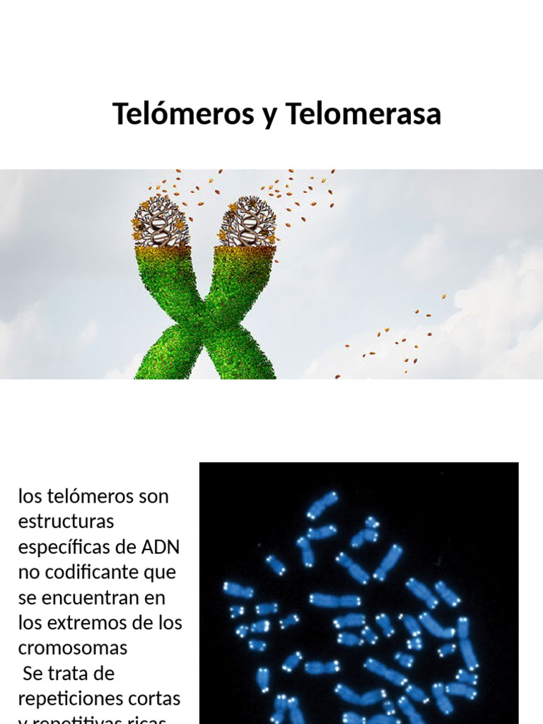 Funciones de Telómeros y Telomerasa | PDF | Telómero | Adn