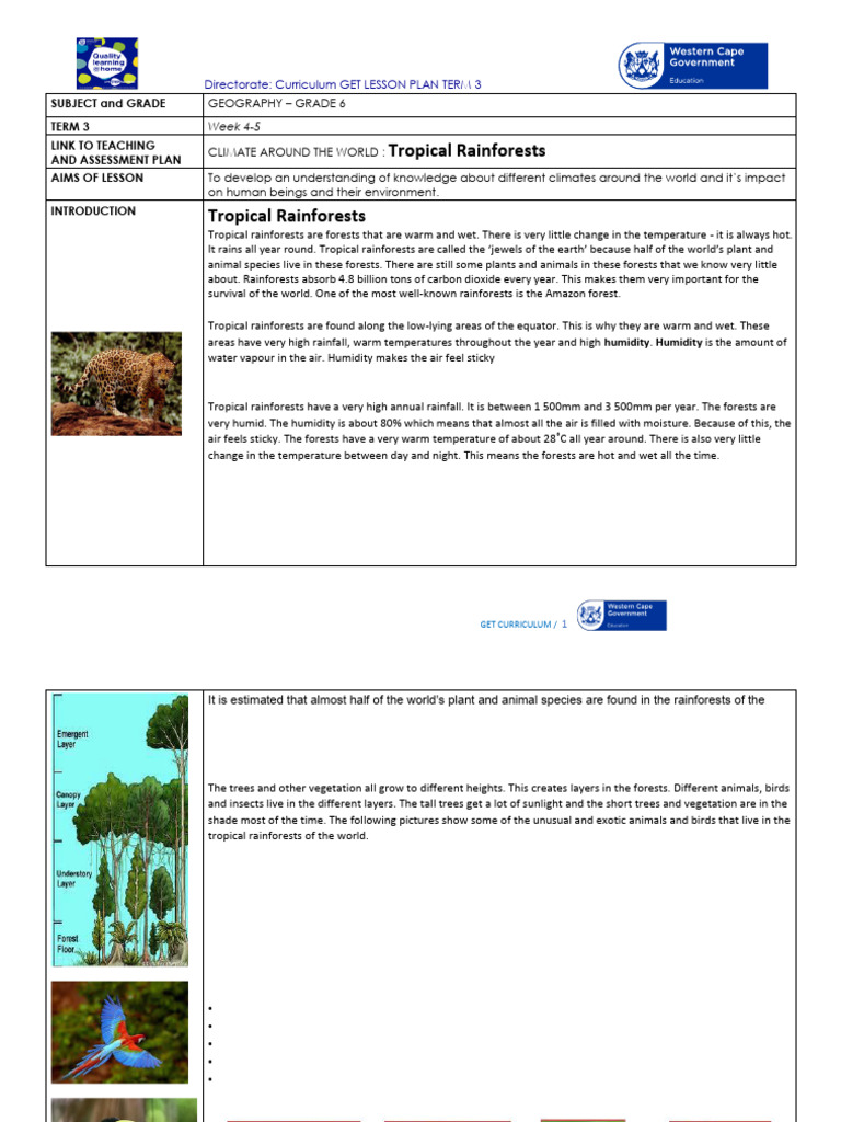 Tropical Rainforest Overview for Grade 6 | PDF | Rainforest | Forests