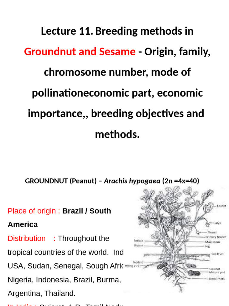 Groundnut Breeding Methods and Importance | PDF | Peanuts | Plants