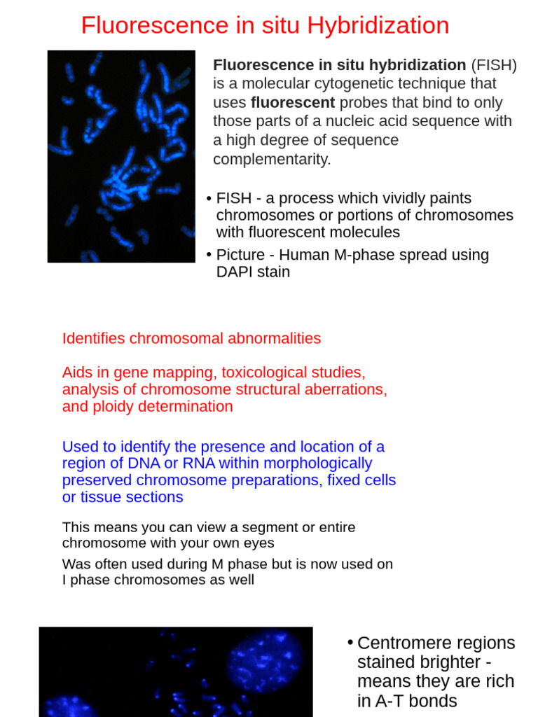 Fluorescence in Situ Hybridization | PDF | Fluorescence In Situ ...