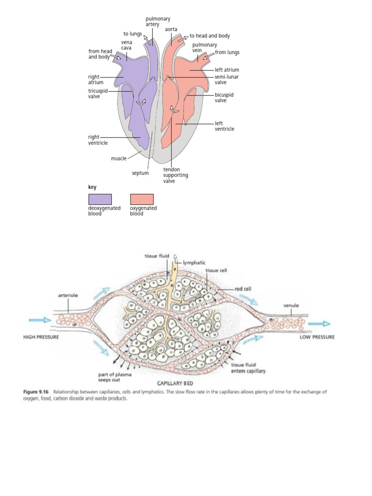 Heart Functions and Blood Flow | PDF