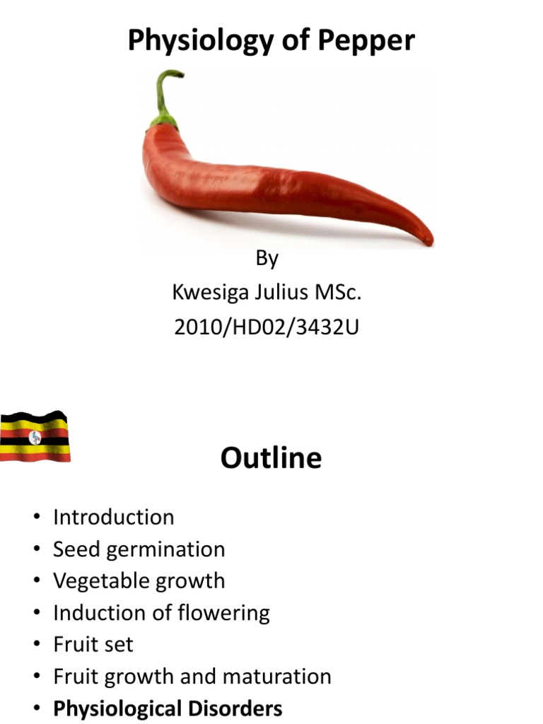 Physiology and physiological disorders of pepper Fruit Seed