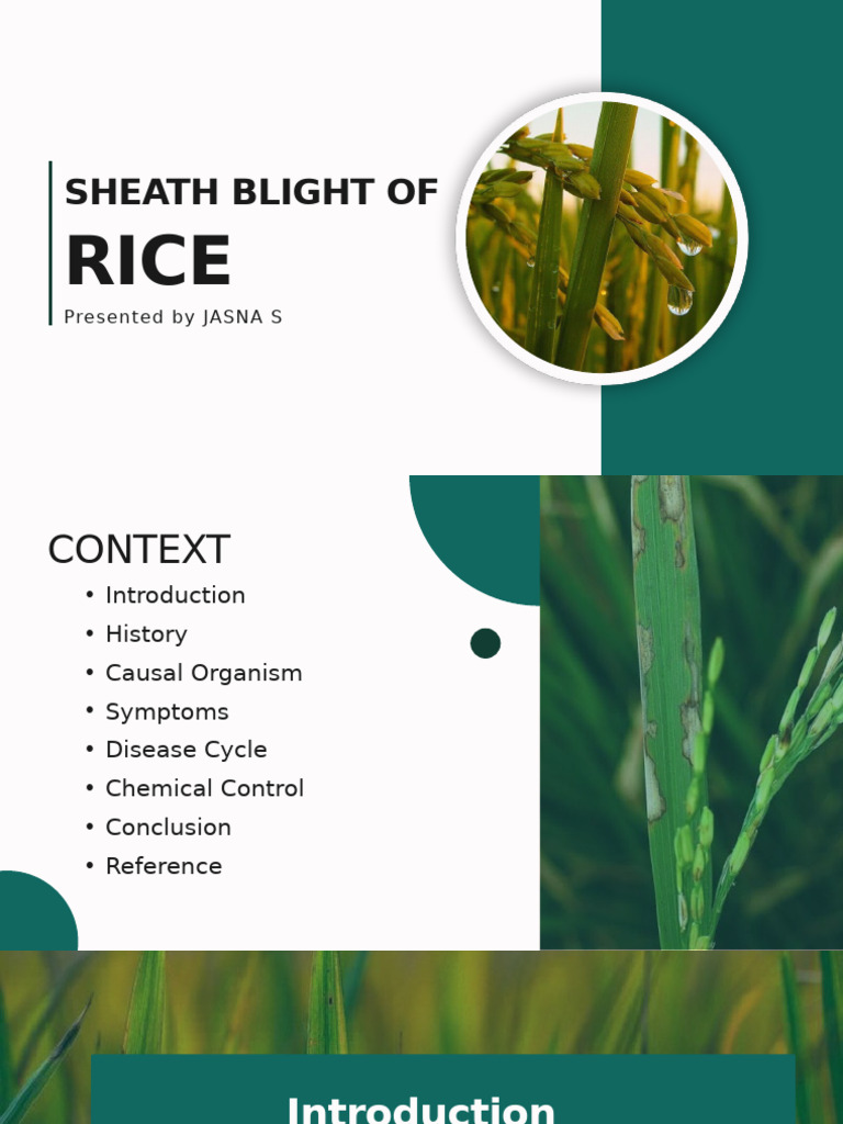 Sheath Blight of Rice Rhizoctonia | PDF | Branches Of Botany | Organisms