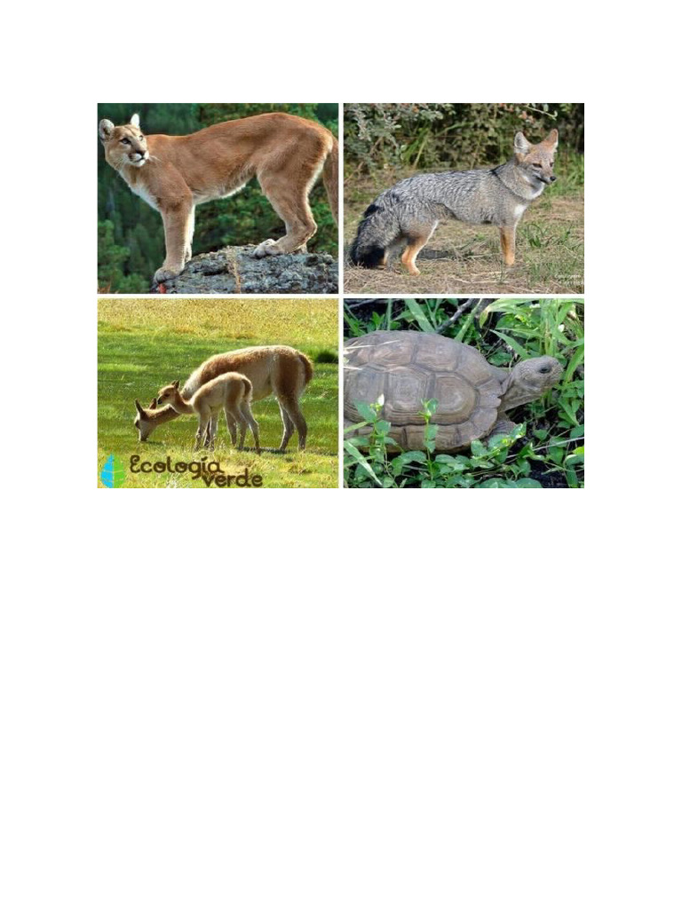 Monte | PDF