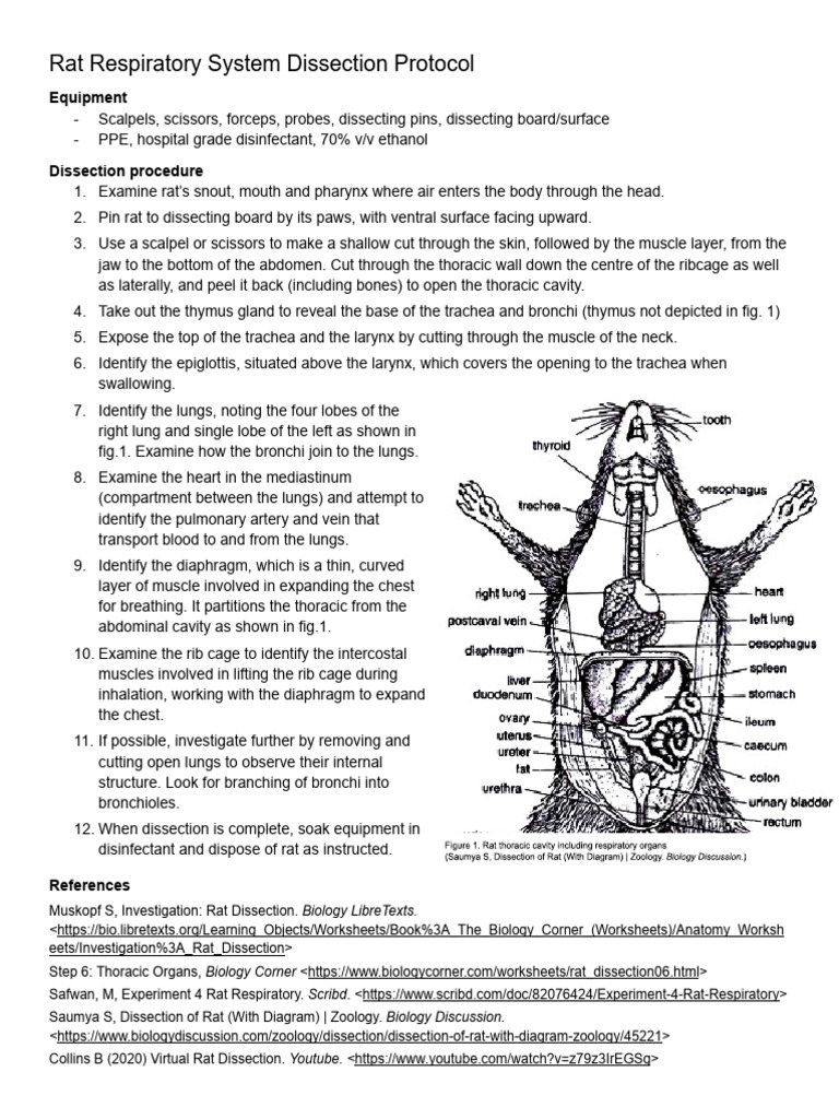 Rat Dissection Protocol (Respiratory System) | PDF | Lung | Thorax