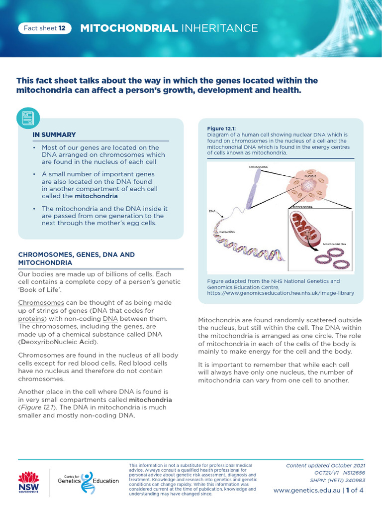 Mitochondrial DNA Inheritance Explained | PDF | Mitochondrion ...