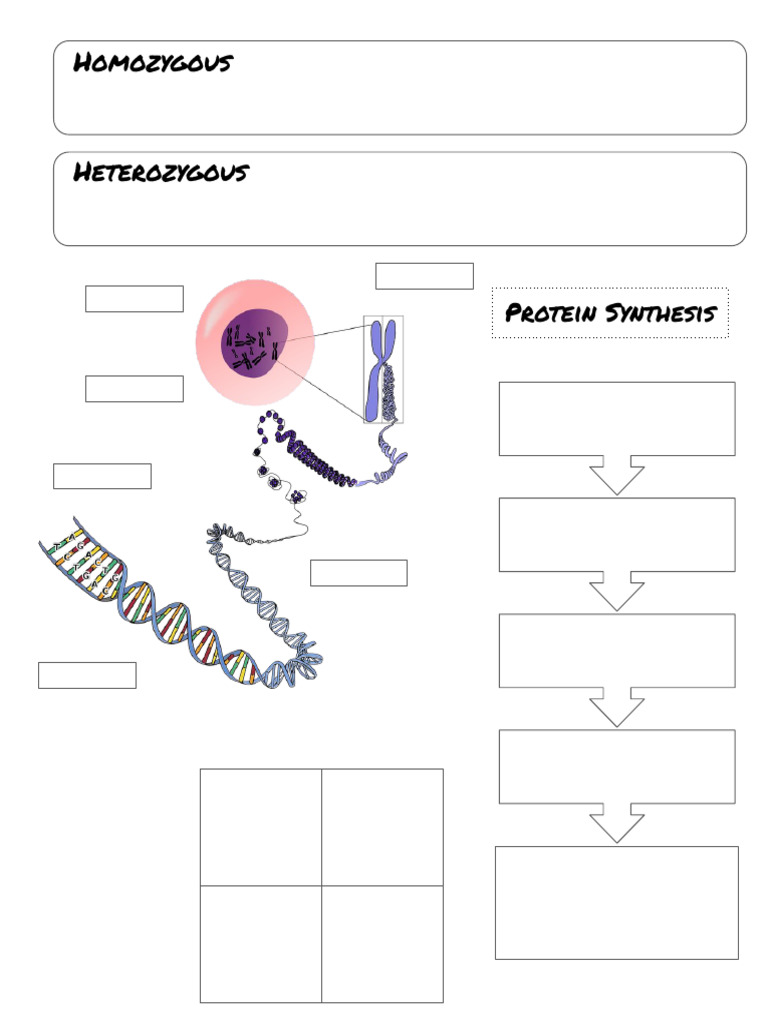 Genetics Doodle Notes | PDF