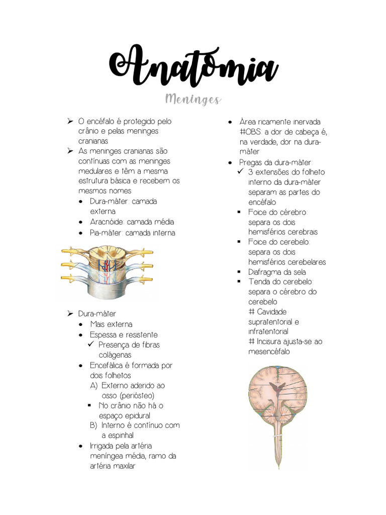 Anatomia das Meninges e Cisternas | PDF | Cérebro | Anatomia humana