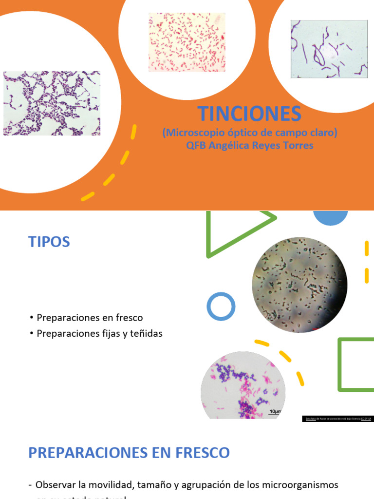Tinción Simple en Microbiología | PDF | Tinción | Ciencias de la vida
