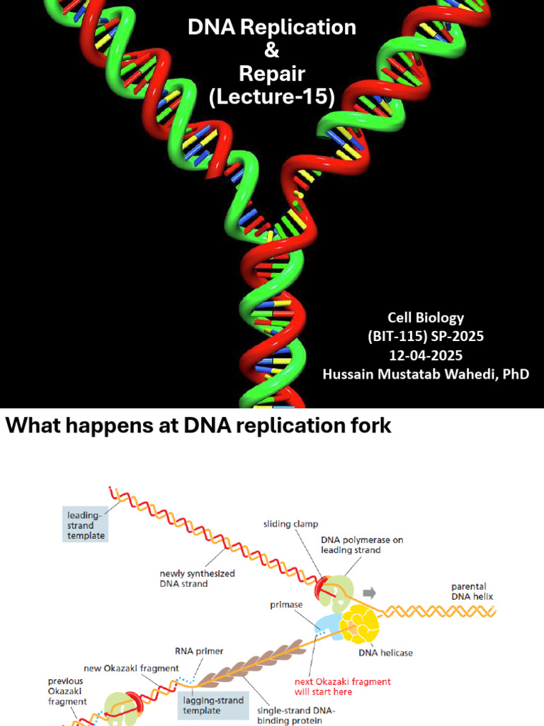 DNA Replication and Repair Overview | PDF