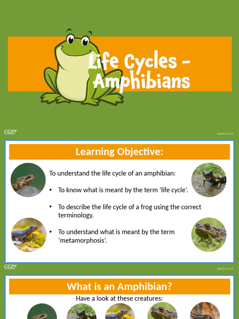 926a1dcf-52e6-4981-b9f1-67f3fcb1a7d6 | PDF | Frog | Amphibian