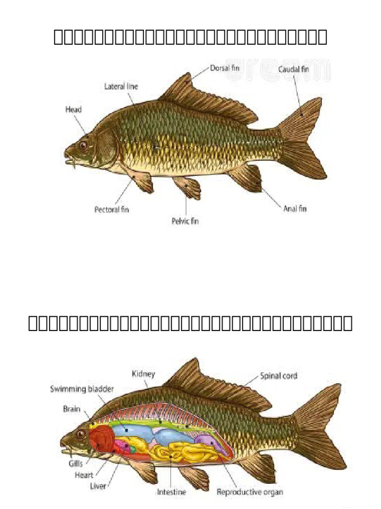Fish Anatomy (Grade-10) Vinyl | PDF