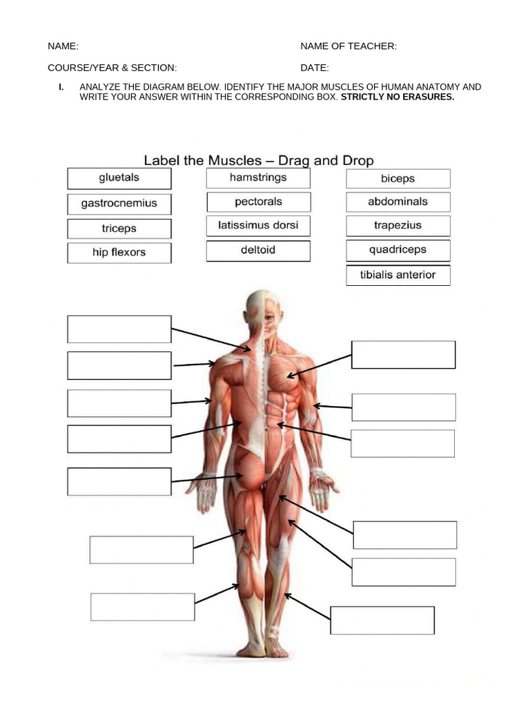 Major Muscles Anatomy Worksheet | PDF