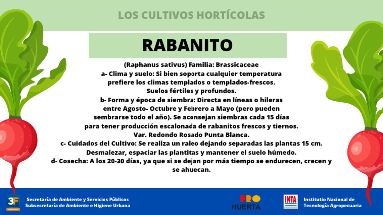 Cultivo de Rabanito: Guía Práctica | PDF