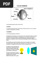 O OLHO HUMANO