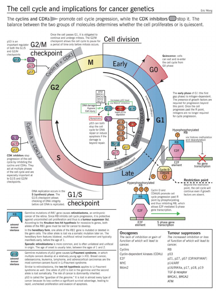 Cell Cycle | PDF
