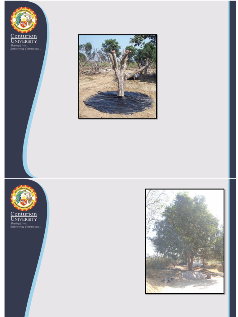 Canopy Management in Fruit Crops | PDF | Pruning | Botany