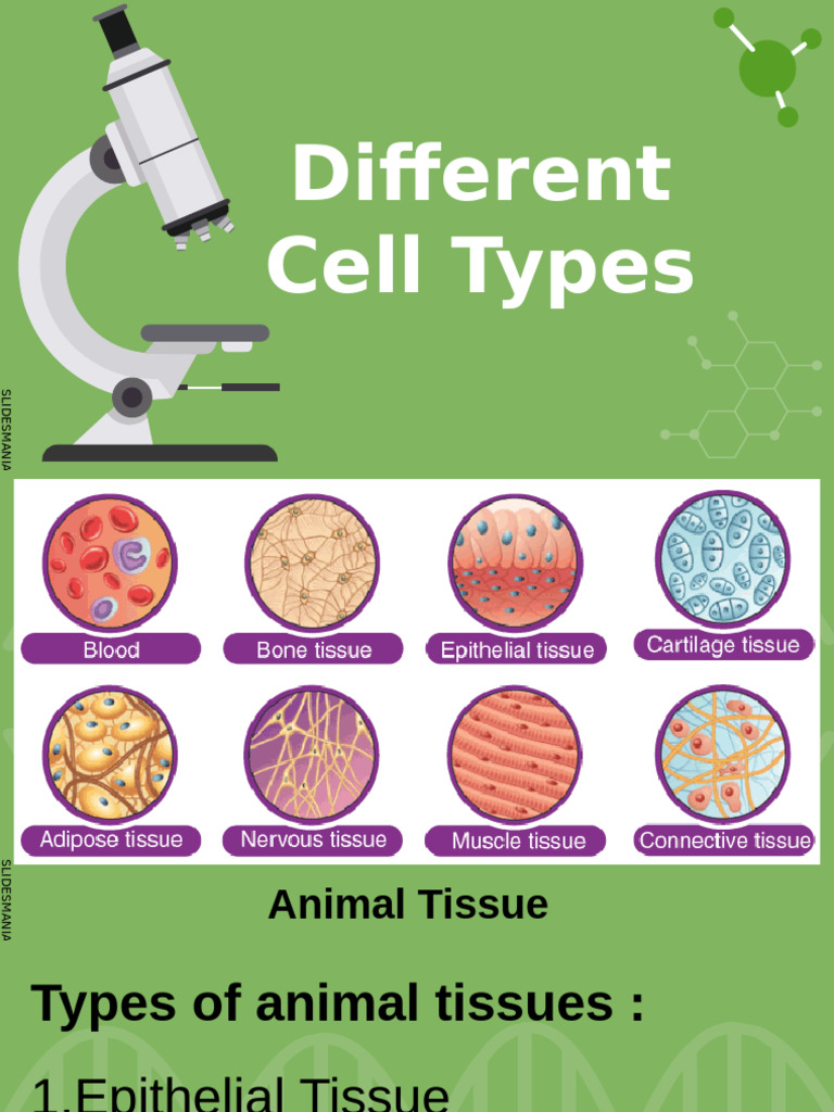 Diff. Cell Types Animals | PDF | Epithelium | Connective Tissue