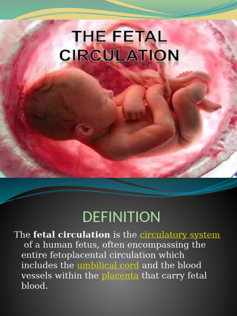Fetal Circulation Overview and Pathways | PDF | Fetus | Circulatory System