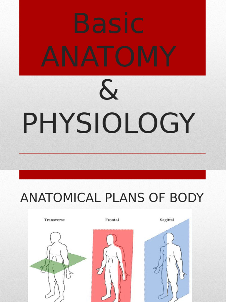 Anatomy and Physiology Overview | PDF
