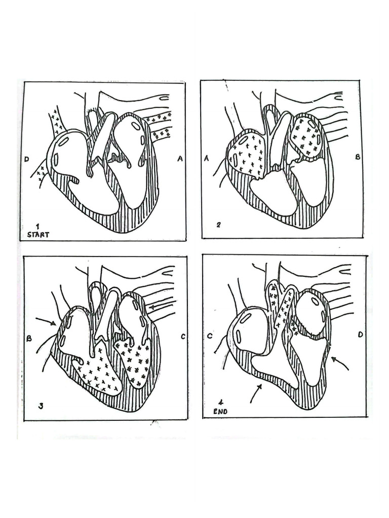 Heart | PDF