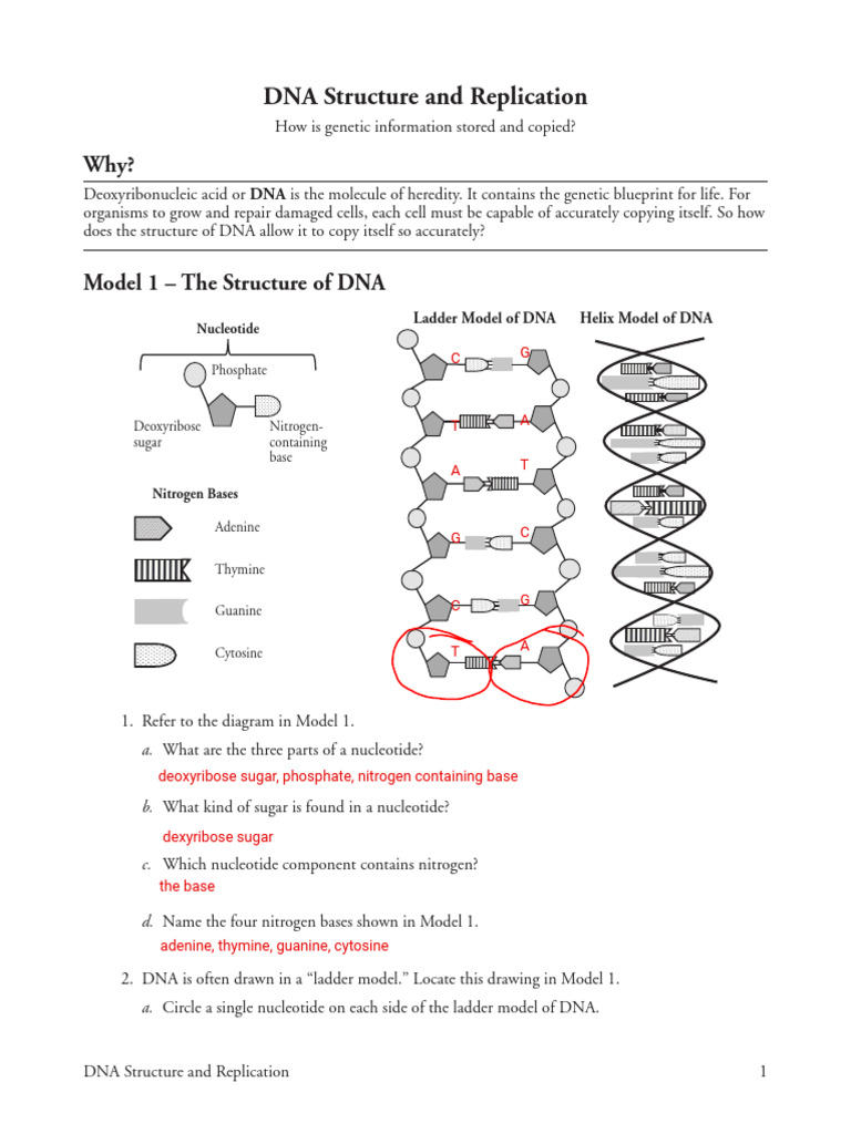 Kami Export - 20 DNA Structure and Replication | PDF | Dna | Dna ...