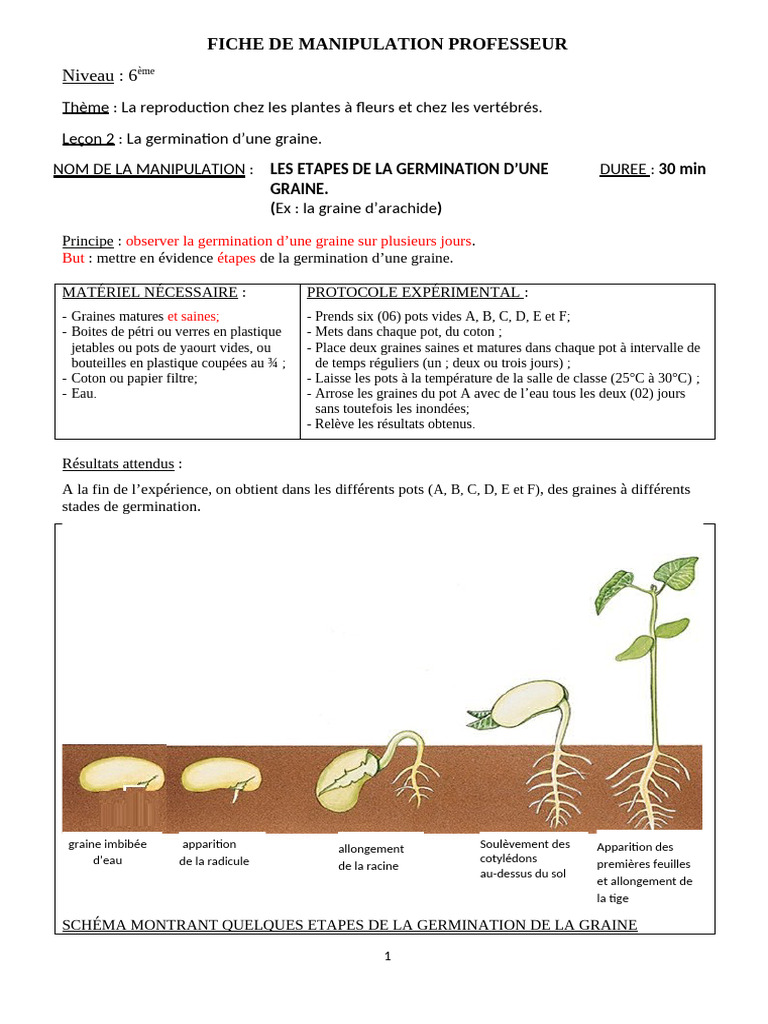 TP 8 Les Étapes de La Germination de La Graine | PDF | Germination | Graine