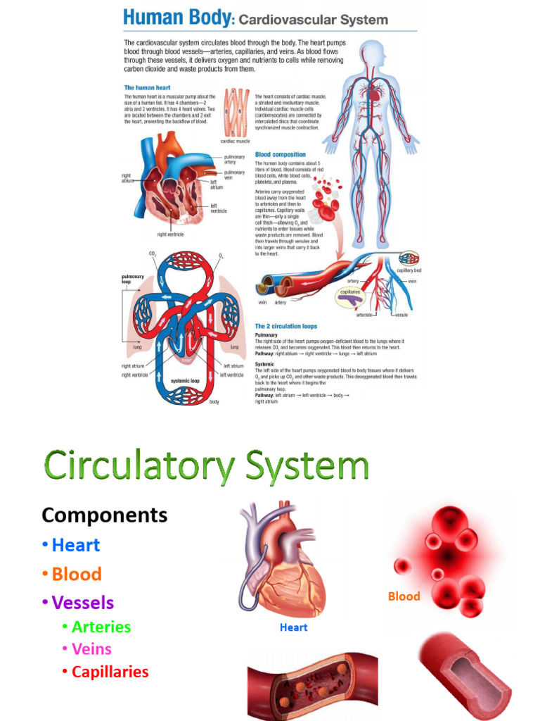 Overview of the Circulatory System | PDF | Heart | Artery