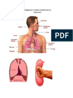 Adaptações Cardio-respiratórias ao 