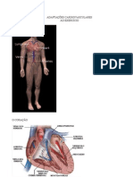 ADAPTAÇÕES CARDIOVASCULARES