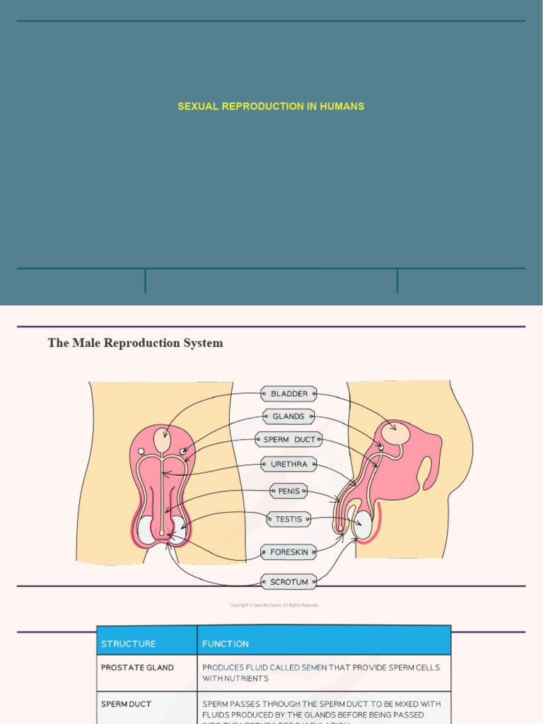 Sexual Reproduction in Humans | PDF | Menstrual Cycle | Sexually ...