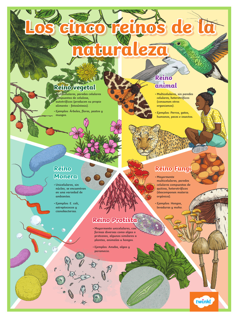 Póster de Los Cinco Reinos Biológicos de La Naturaleza | PDF