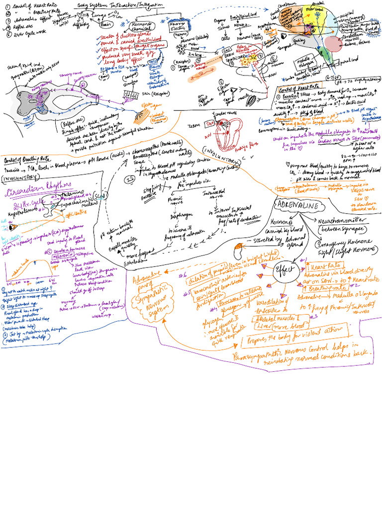 Kami Export - Body Systems Integration (1) - 1 | PDF