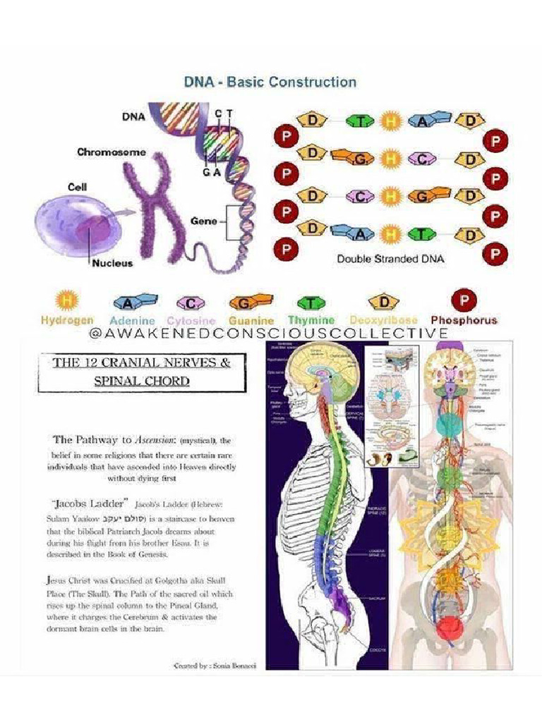 DNA Basic Construction | PDF