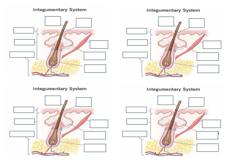 Integumentary System Activity | PDF
